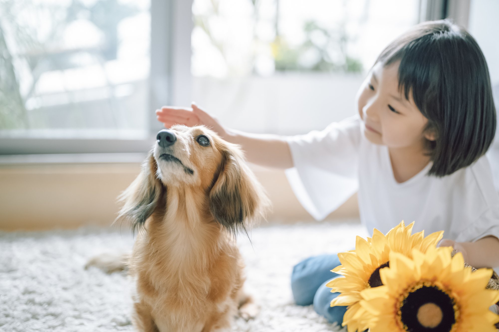 かわいい子犬を飼いたい 8歳娘の気持ちを踏みにじった悪質業者の汚い手口 1 2 Finasee フィナシー